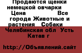 Продаются щенки немецкой овчарки!!! › Цена ­ 6000-8000 - Все города Животные и растения » Собаки   . Челябинская обл.,Усть-Катав г.